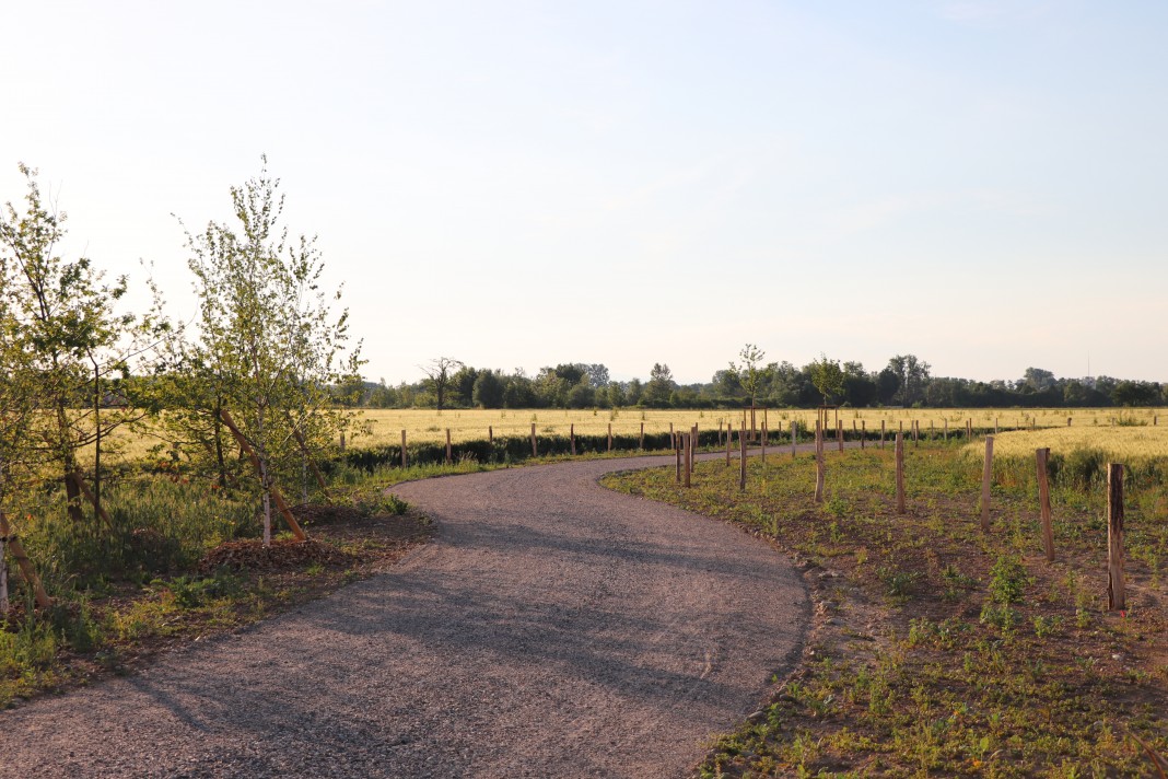 Les premiers arbres ont été plantés