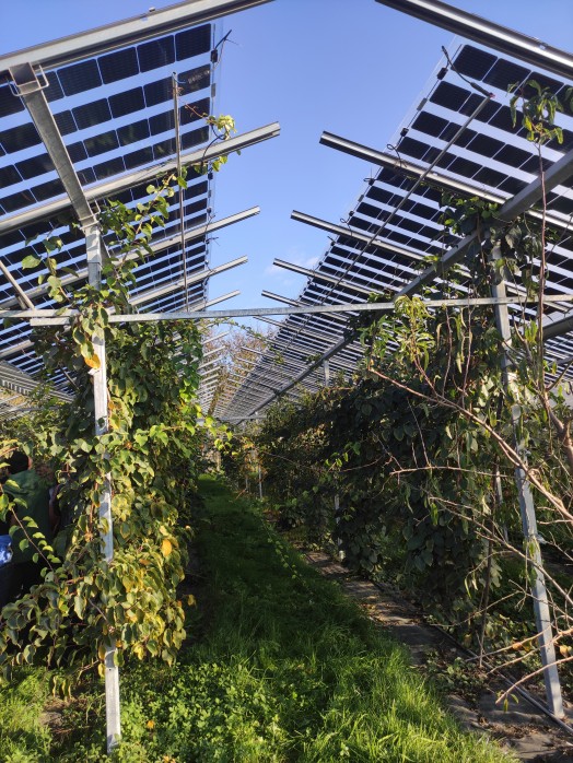 agri-pv01 TRION-climate e.V.