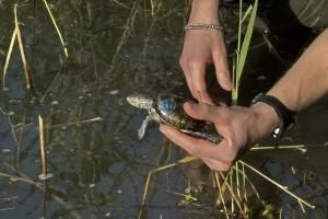 auswilderung-nabu-neuburg-1-credit-credit-nabu-rheinland-pfalz