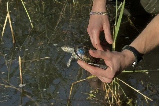 auswilderung-nabu-neuburg-1-credit-credit-nabu-rheinland-pfalz