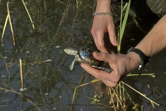 auswilderung-nabu-neuburg-1-credit-credit-nabu-rheinland-pfalz