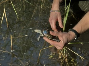 auswilderung-nabu-neuburg-1-credit-credit-nabu-rheinland-pfalz