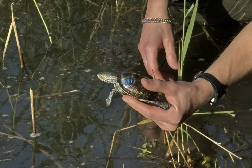 auswilderung-nabu-neuburg-1-credit-credit-nabu-rheinland-pfalz