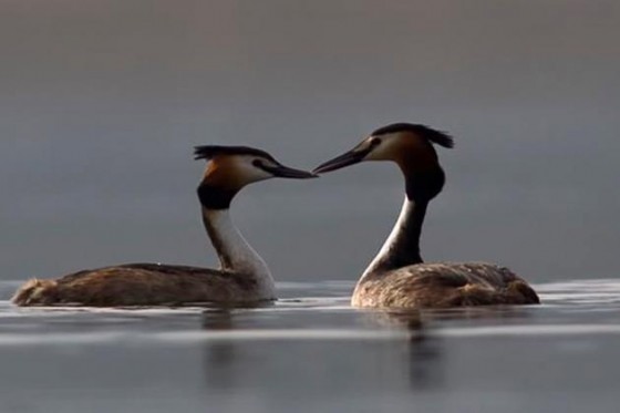 Biodiversité Ramsar