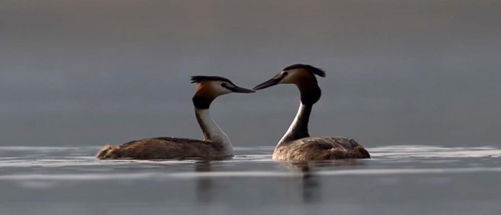 Biodiversité Ramsar