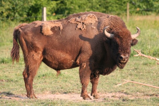 bison