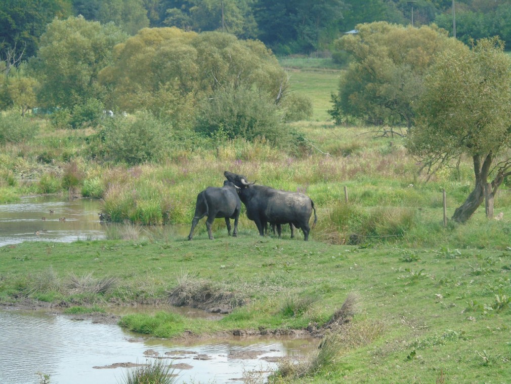 buffles-d-eau--©-lpo-alsace