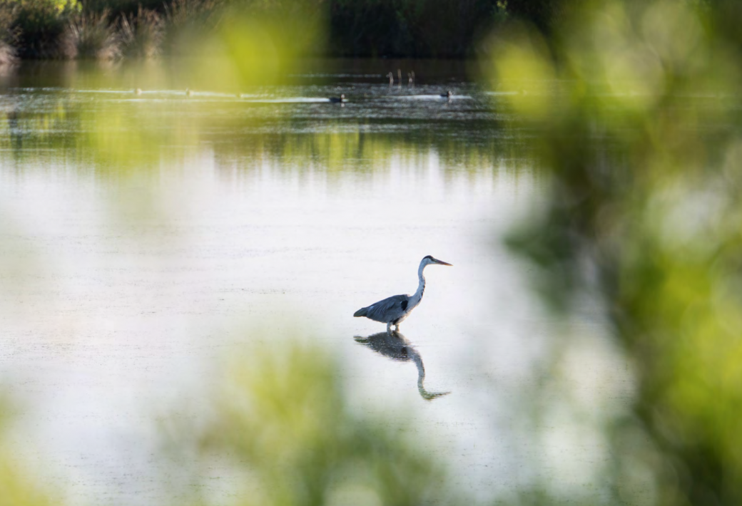 Charente Maritme_Dans son élément