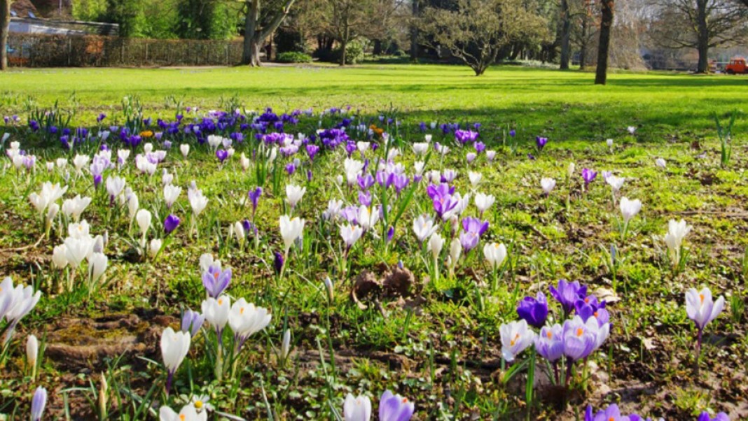 crocus