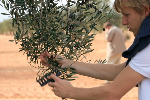 fabian-olives