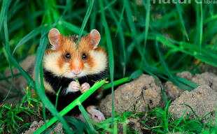 Grand hamster et petite faune