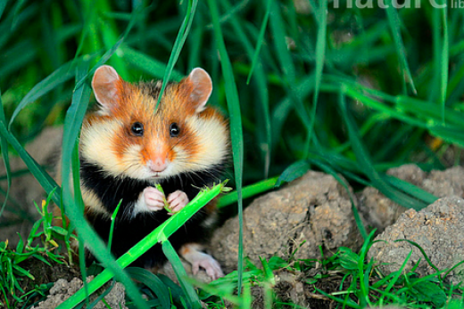 Grand hamster et petite faune