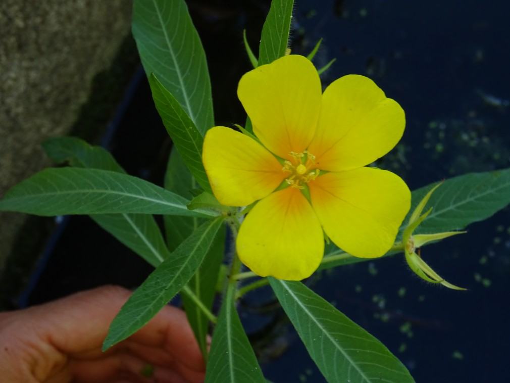 jussie-a-grandes-fleurs-ludwigia-grandiflora-credit-photo-marie-duval---conservatoire-botanique-alsace-lorraine-2