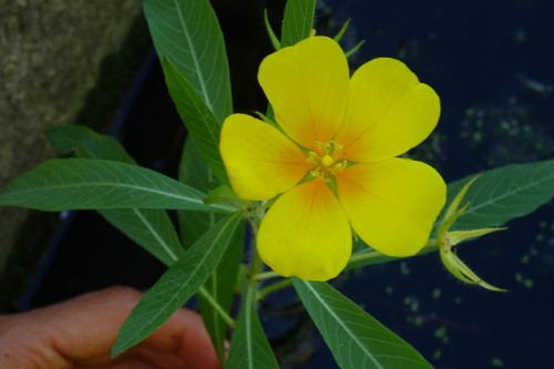 jussie-a-grandes-fleurs-ludwigia-grandiflora-credit-photo-marie-duval---conservatoire-botanique-alsace-lorraine-2