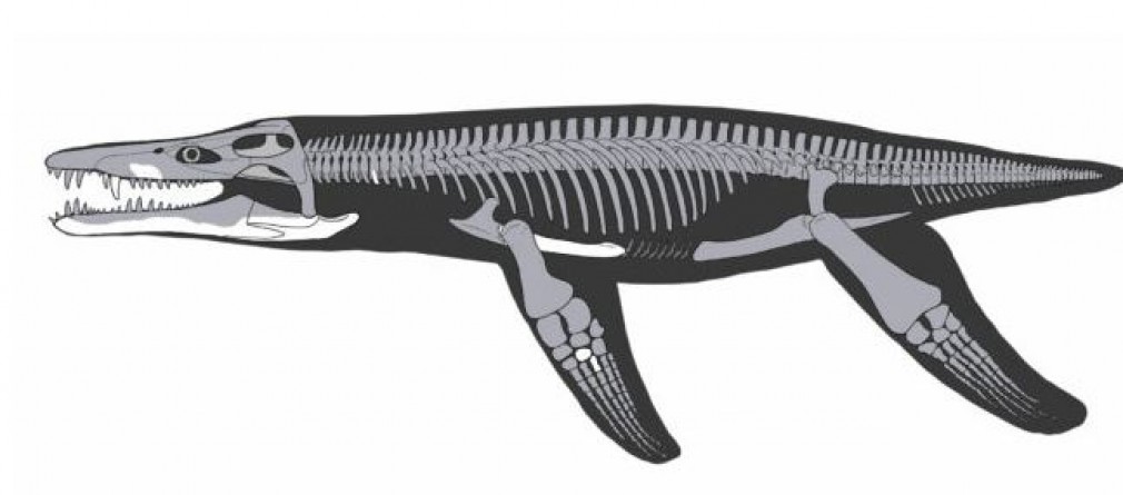 lorrainosaure