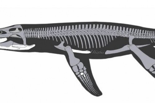 lorrainosaure