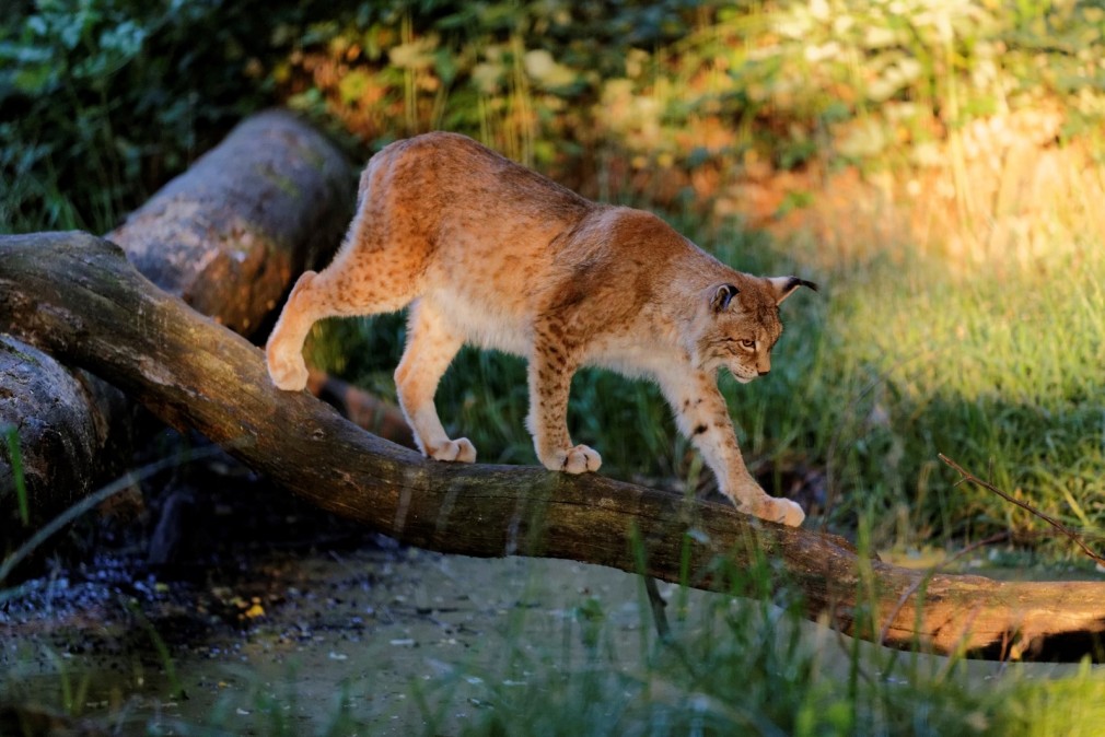 lynx