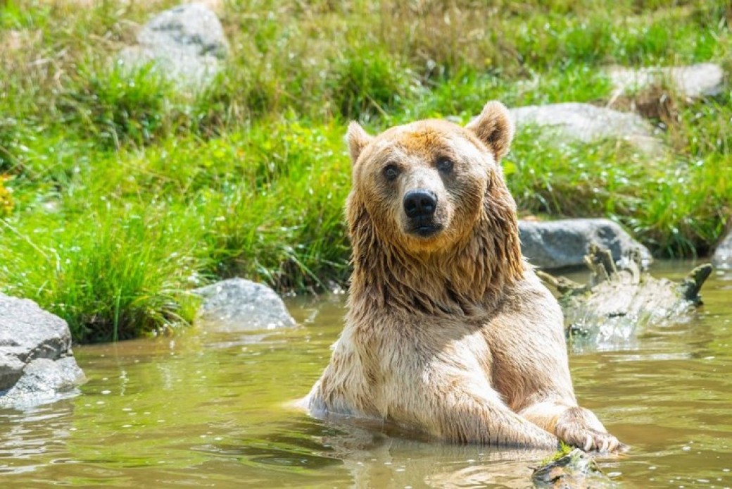 Ours