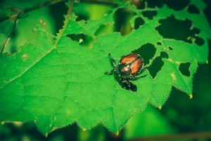 pexels-chris-f-38966-5014948