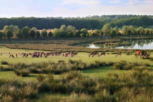 plaine-des-cerfs