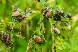 popija-3503eppogregaire