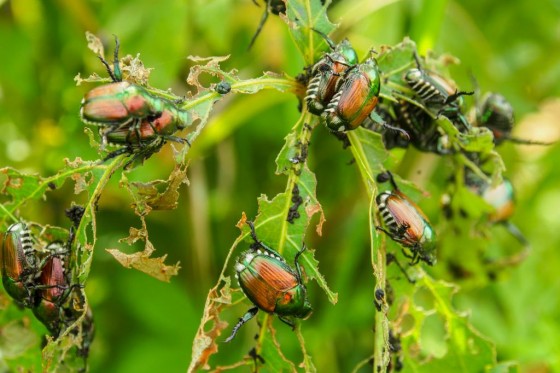 popija-3503eppogregaire