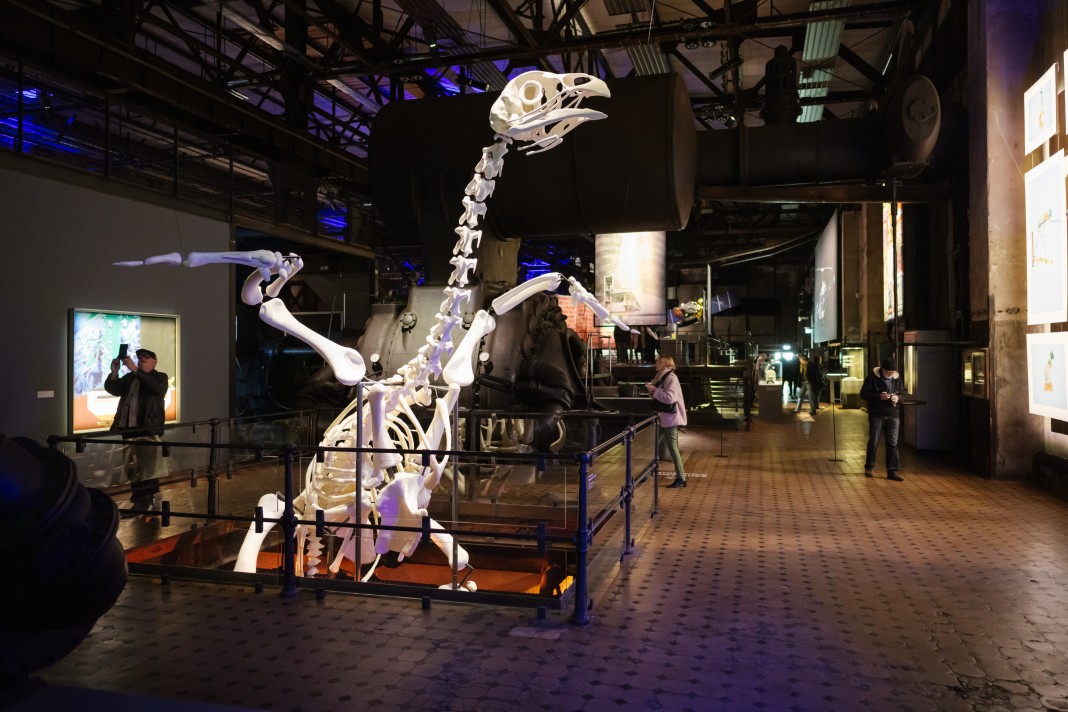 poulet--x-ray-118532