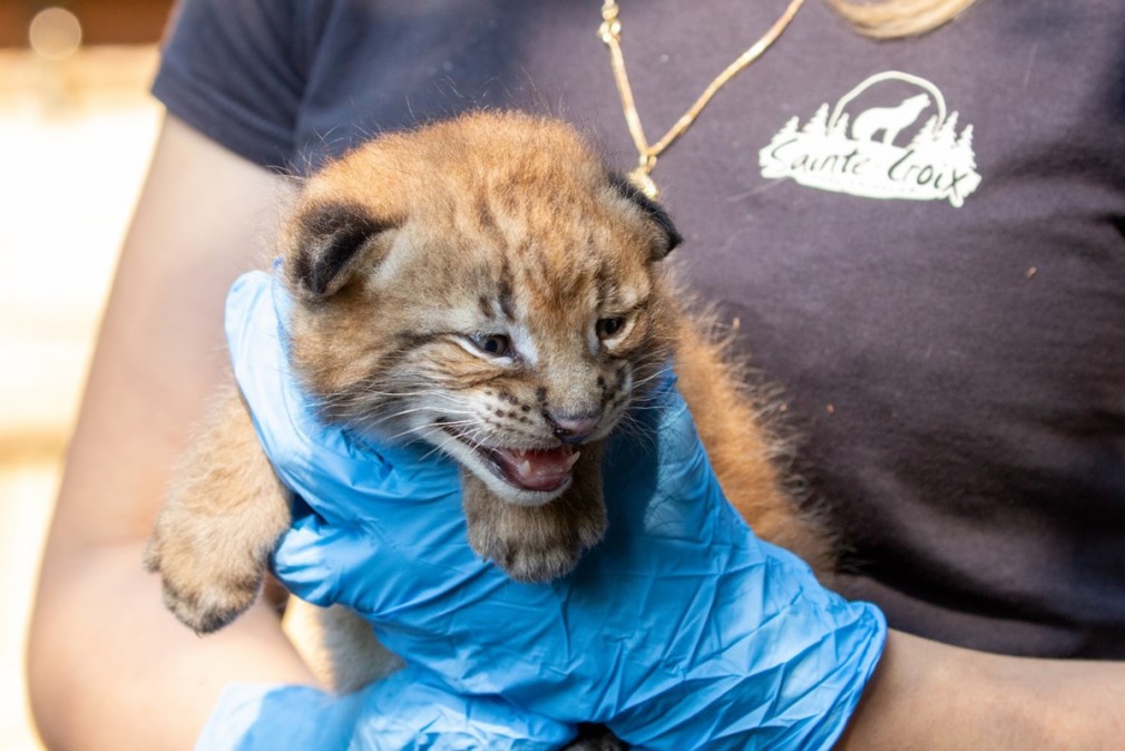 Chaton Lynx