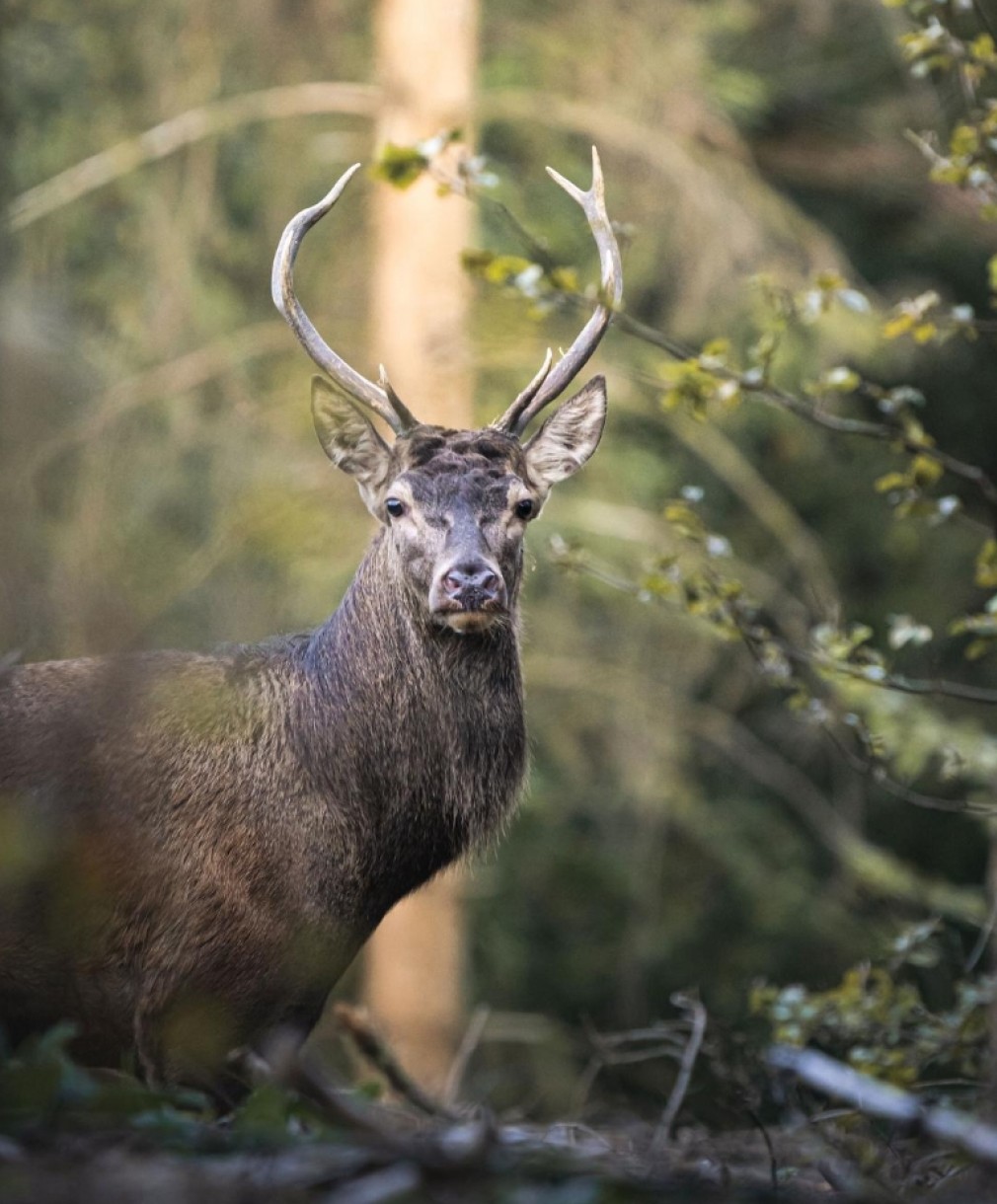 BRÄME DU CERF WALLONIE