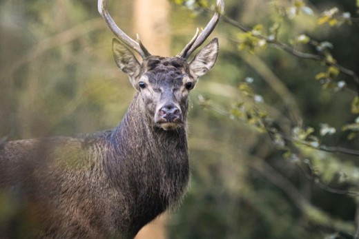 BRÄME DU CERF WALLONIE